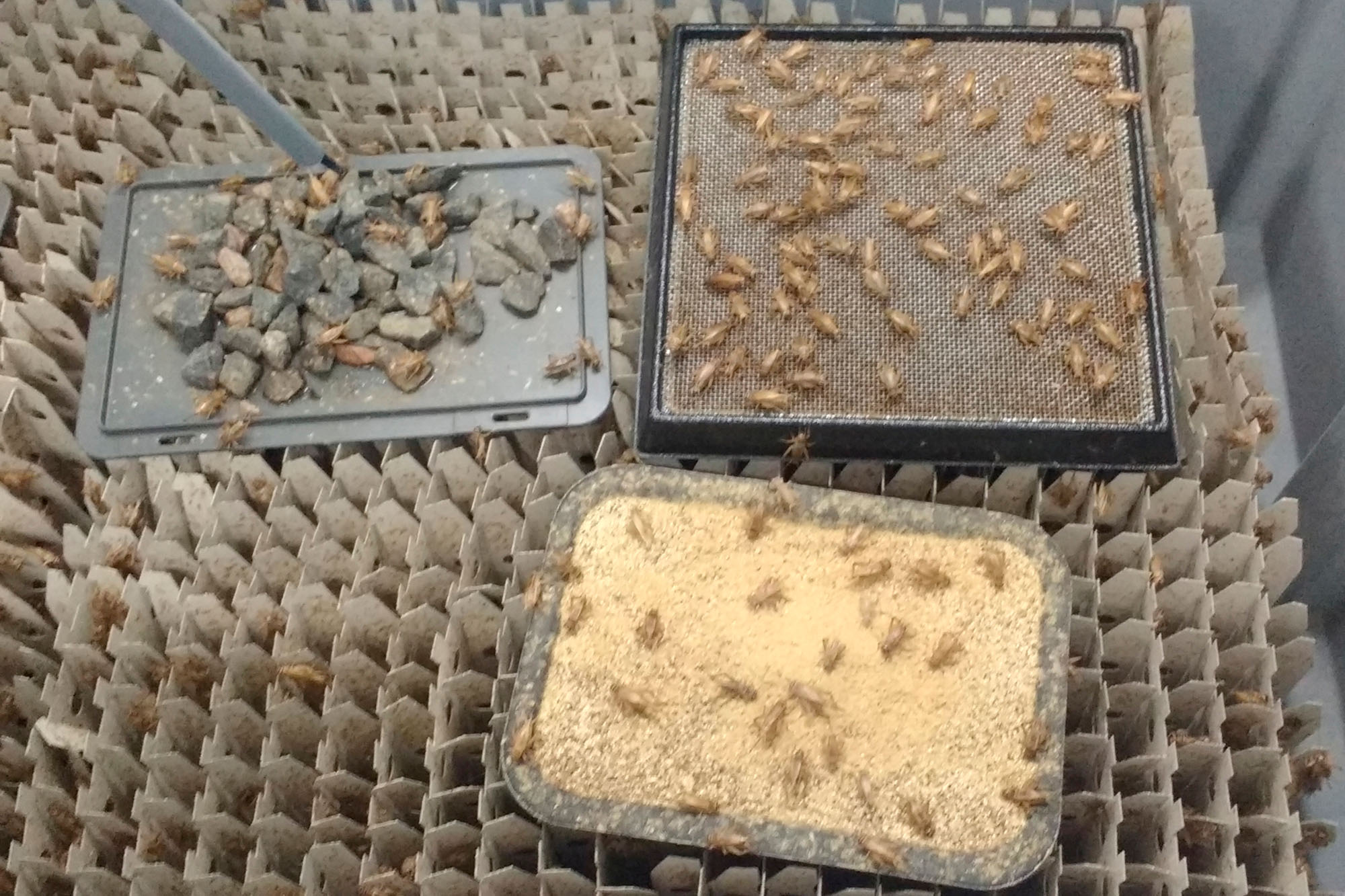 Diverse maatwerk bakken krekelteelt